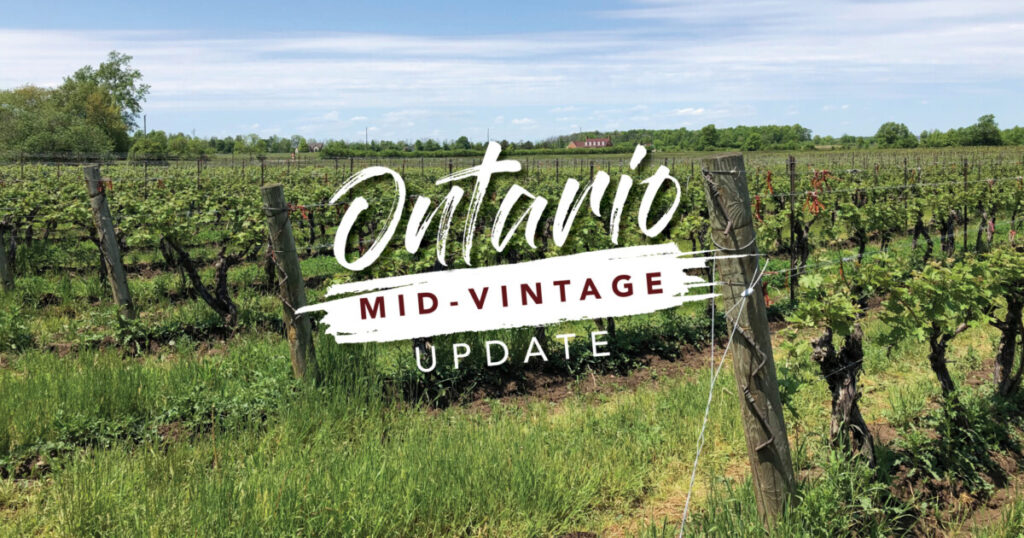 Ontario vintage report