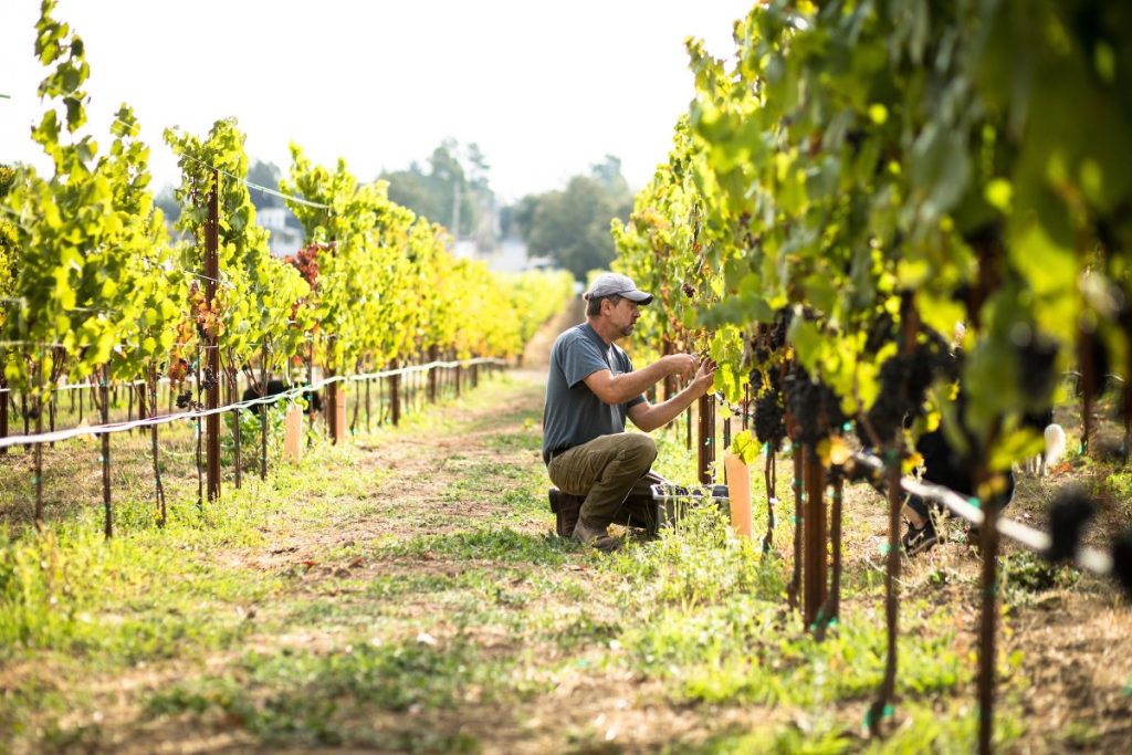 Sonoma County