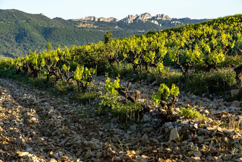 Cotes du Rhone