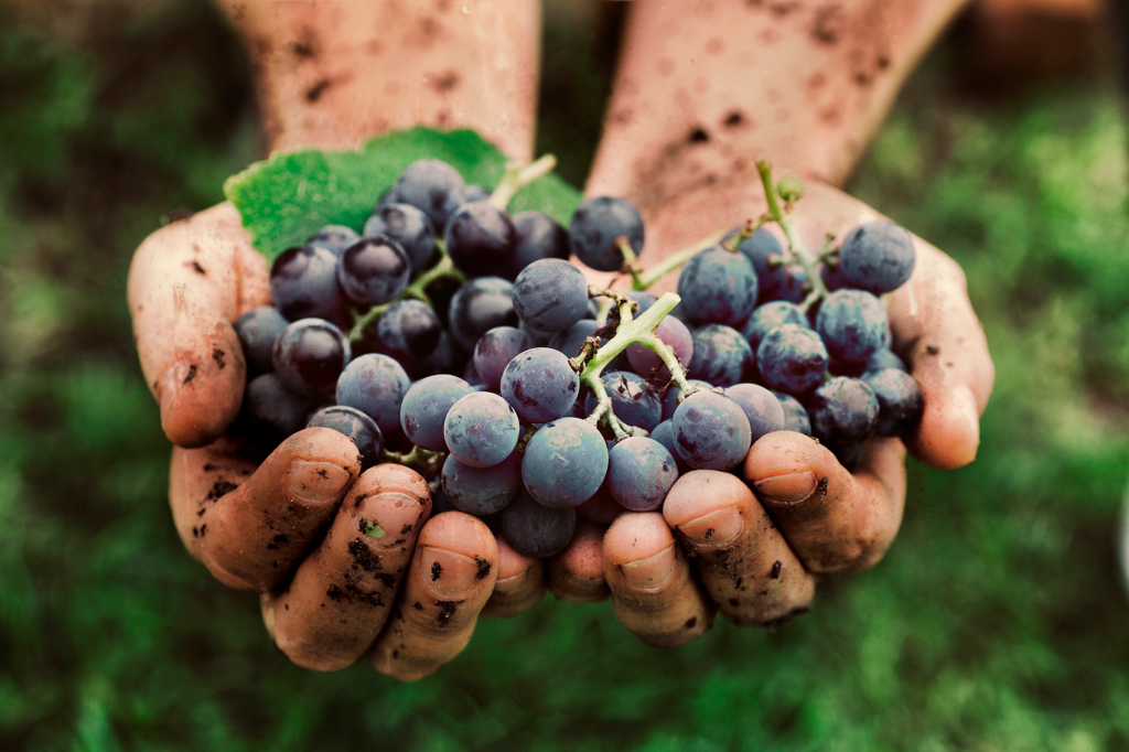 Natural Wine