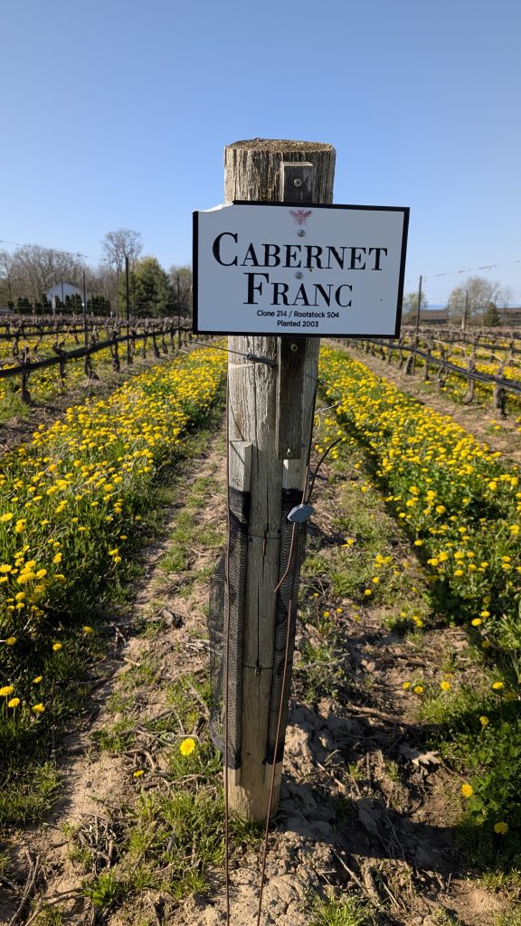 Cabernet Franc