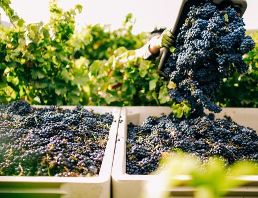Grape Growers