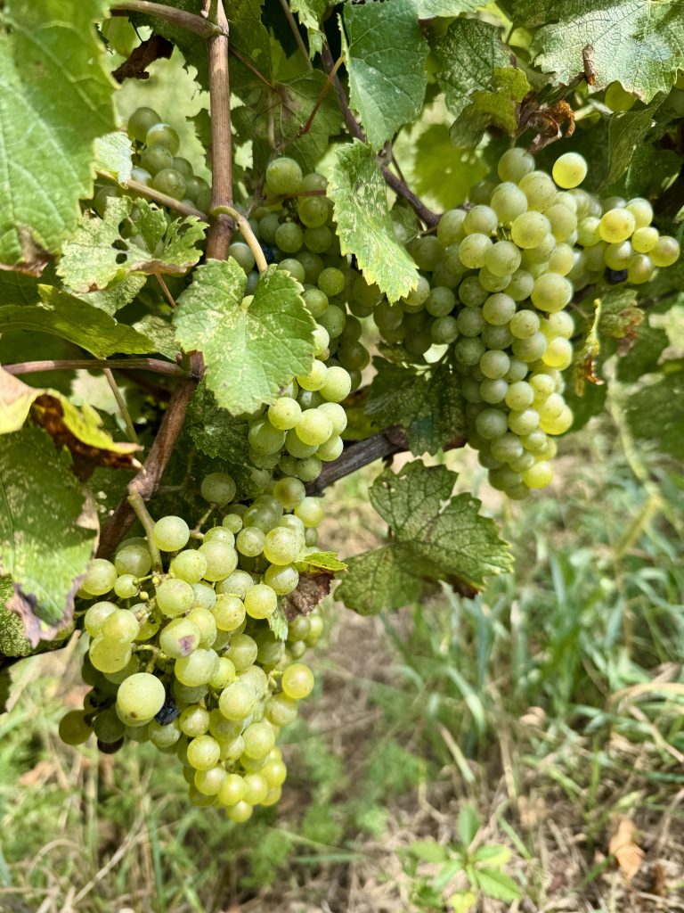 Saunders Vineyard