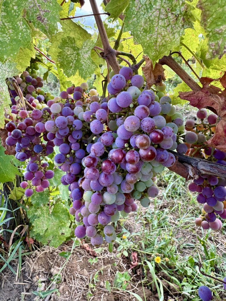 Saunders Vineyard