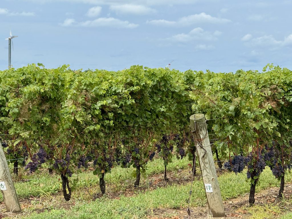 Grape Growers