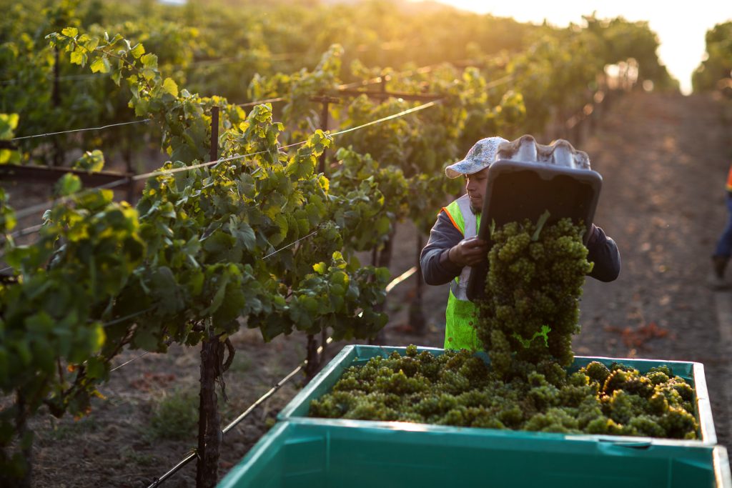 Grape Harvest