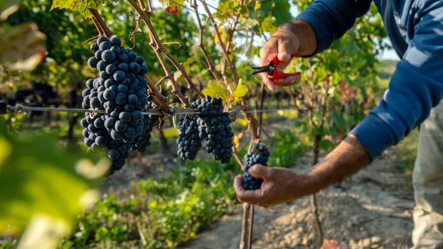 Domaine Le Clos Jordanne