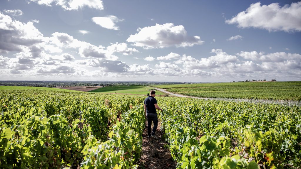Wine Country