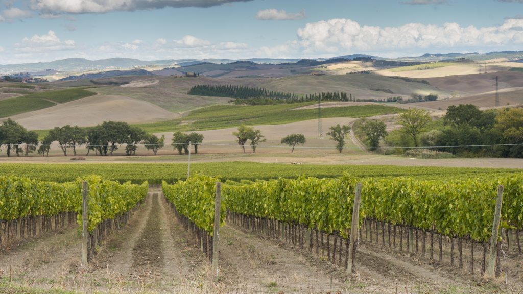 Brunello