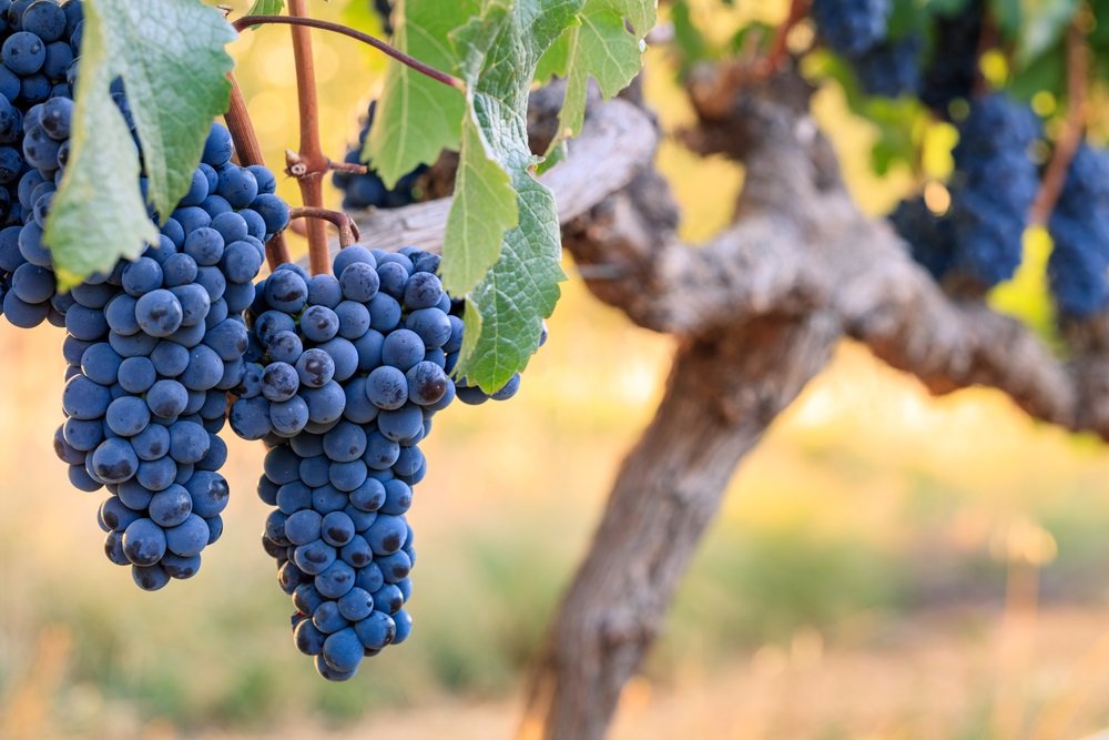 cabernet franc