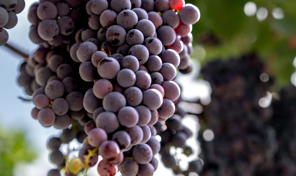 Cabernet Franc