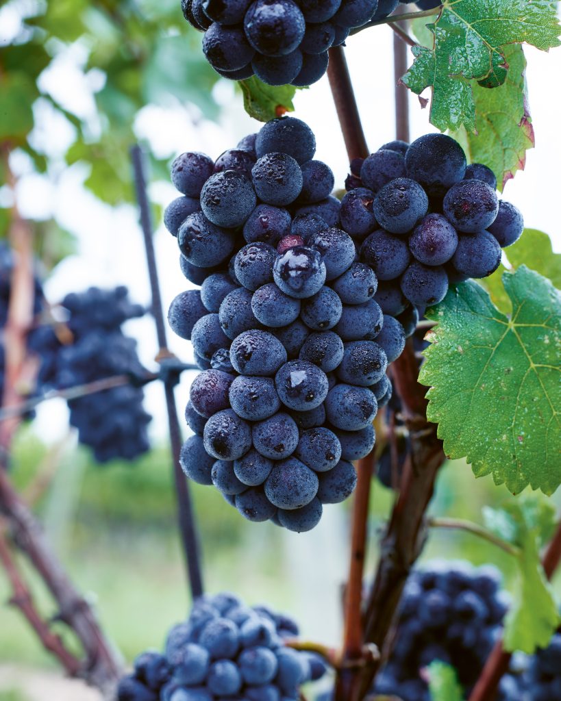 Niagara WIne