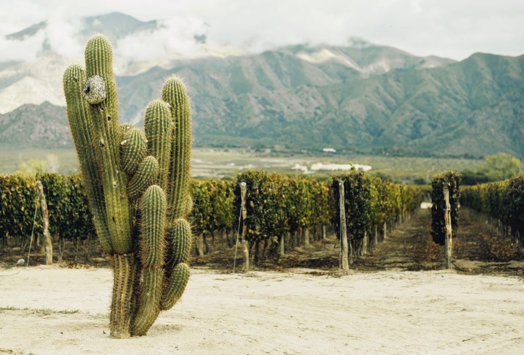 Wine & Travel