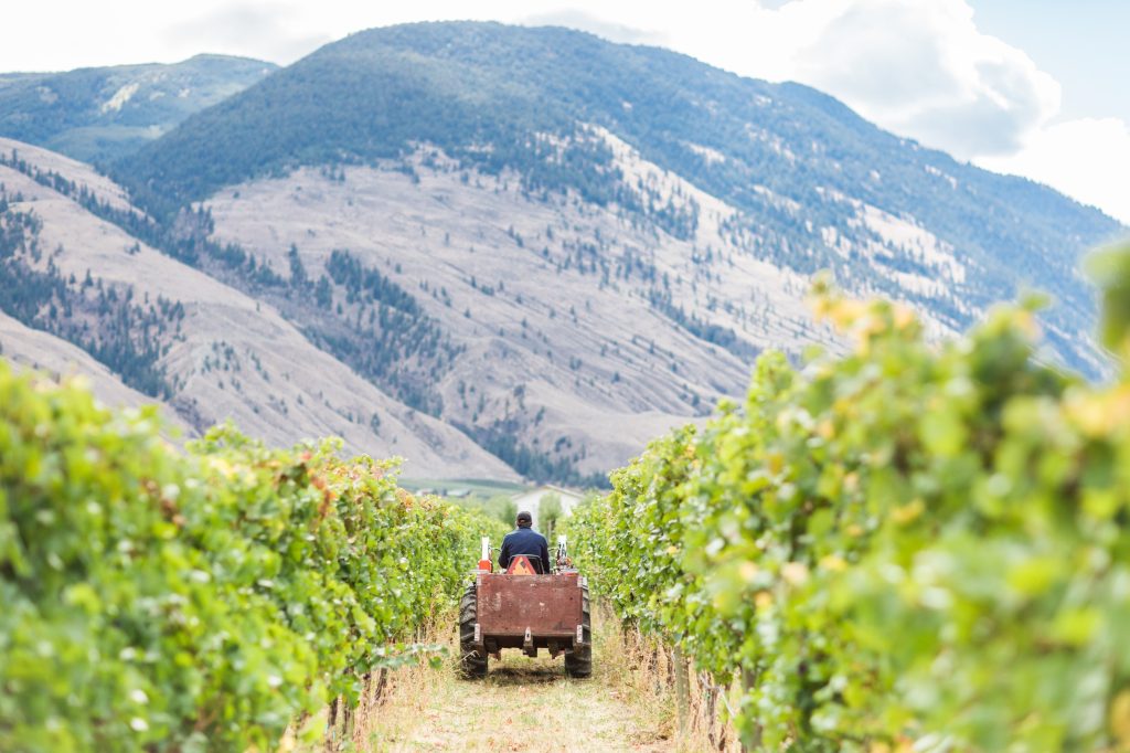 British Columbia Wine